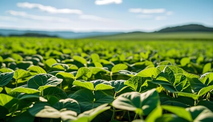 Wall Mural - Vibrant green soybean plants thriving in a flourishing agricultural field