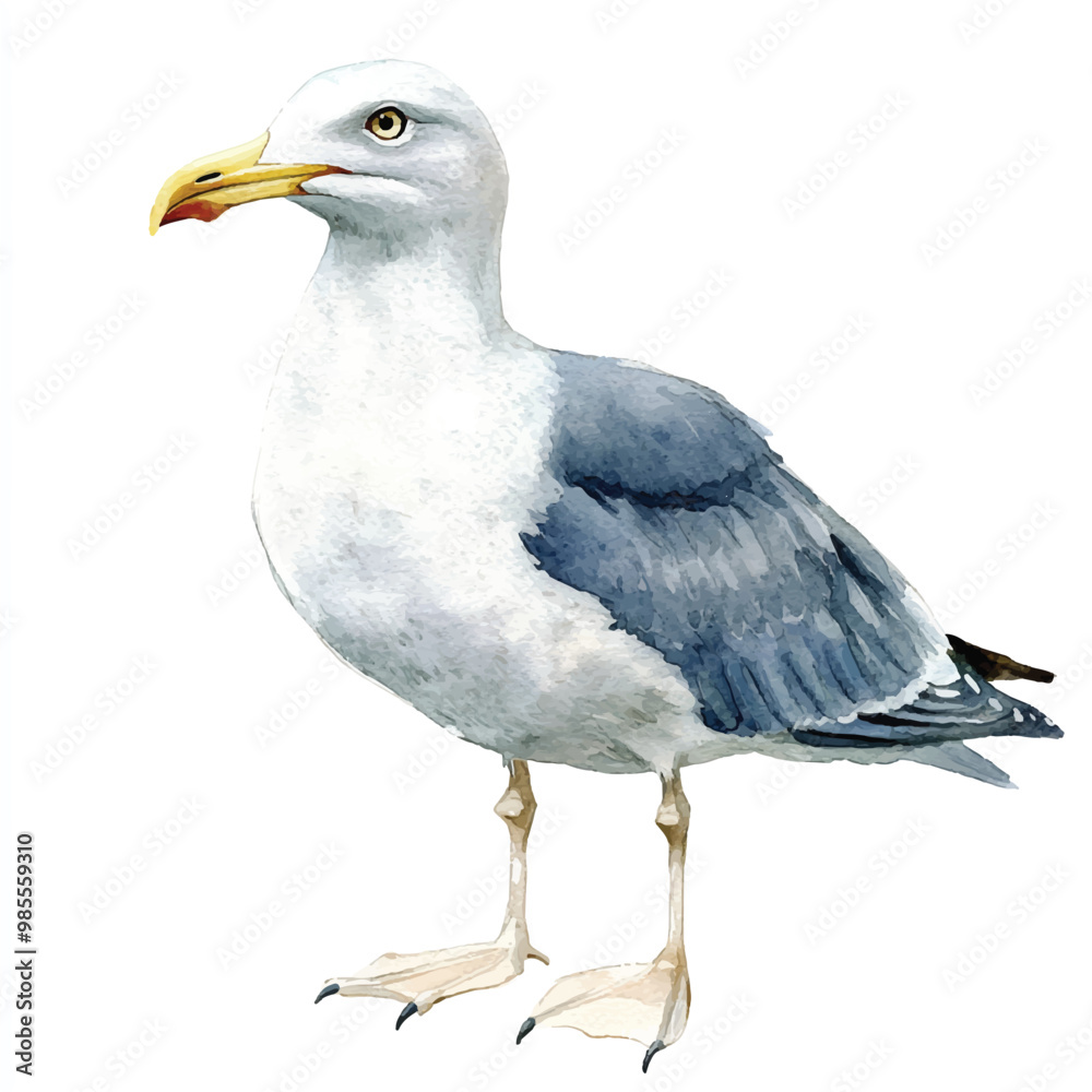 Seagull watercolor clipart illustration isolated Stock Vector | Adobe Stock