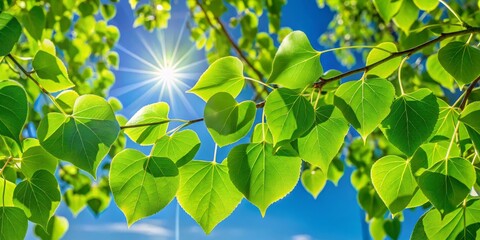 Lush green poplar leaves bask in brilliant sunlight under a clear blue sky, immersing themselves in the warmth