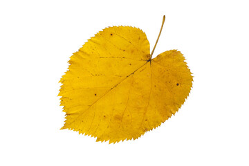 Wall Mural - yellow linden tree leaf isolated transparent png.