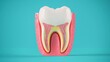 © Gentle Bunny - A detailed illustration of a tooth anatomy showing different layers and structures for educational purposes.
