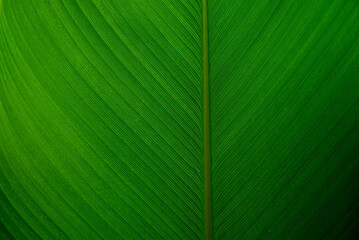 Close-up view of a vibrant green leaf showcasing its intricate textures and patterns.