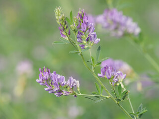 Alfalfa plant with purple flowers on a crop field, Medicago sativa 