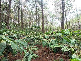 coffee plantation in a pine forest