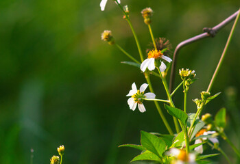 view of Bidens alba flowers blooming with a nature blur background. one of the flowers that bees and butterflies like.