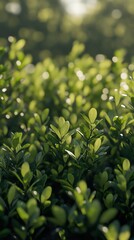 Wall Mural - Close-Up of Lush Green Leaves in Sunlight