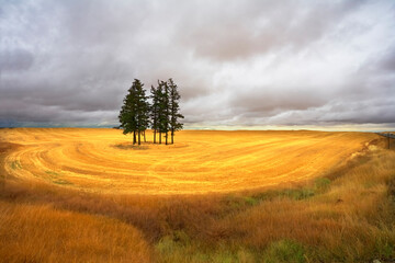 Wall Mural - Huge field after a harvest