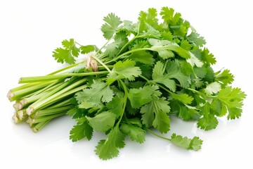 Wall Mural - A fresh Cilantro and Cilantro Power isolated on white