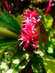 Red plant, Alpinia Purpurata at noon under hot sunlight