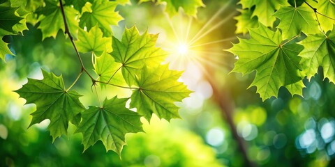 Poster - Sunlight filtering through lush green platanus tree leaves in a serene setting