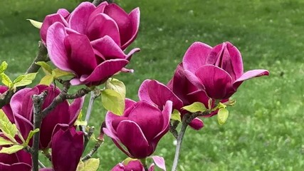 Wall Mural - Magnolia purple pink flowers.