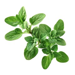 A sprig of oregano, herb element, photorealistic, green, isolated on white background