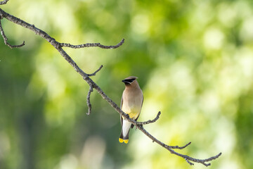 Wall Mural - cedar waxwing on branch