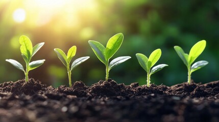 Sticker - Four Young Green Seedlings Growing in Soil with a Sunlit Background