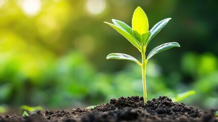 Poster - A Young Plant Sprouting Up from Soil with a Green Background