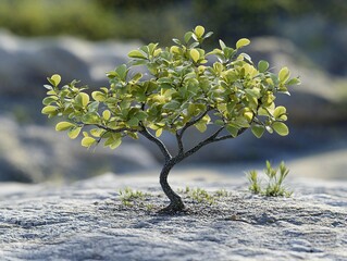 Sticker - Small Green Tree Growing on a Rock - Nature Photography