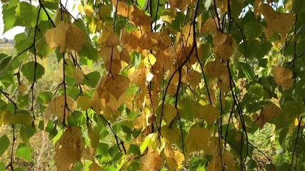 Aufkleber - Golden Autumn Leaves Gently Swaying in Sunlight Amidst Green Foliage on a Tranquil Day, Capturing the Transition from Summer to Fall in a Serene Natural Setting