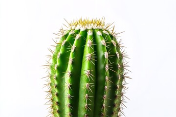 Close-up of a wild desert cactus plant with spikes in green, isolated on a white backdrop. Generative Ai