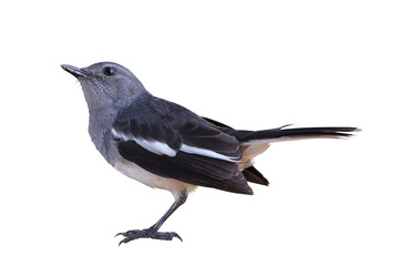 beautiful oriental magpie-robin standing on transparent background png file