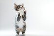 © Creative - A cat rises up, its entire body isolated on a white backdrop and its two front paws raised. Generative Ai
