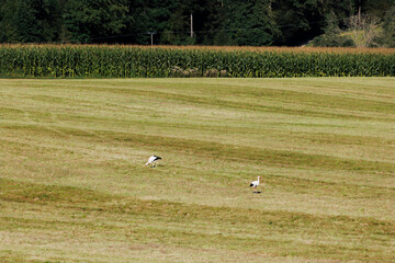 Wall Mural - White storks on a mown meadow in autumn