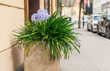 Potted purple flowers on street sidewalk, green foliage in stone planter, urban environment, blooming plants, cityscape background, outdoor decor concept