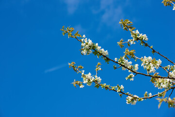 Flowers, nature and mirabelle plum in spring for bright colorful display in season, tree and garden. Sustainability, earth and texture as plants in botany, blossom and floral wallpaper as background