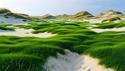 Wall Mural - lush artificial green grass contrasting with a sandy ground