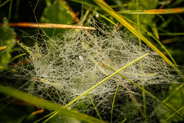 A delicate spider web adorned with sparkling dew drops, beautifully capturing the morning light. The intricate web structure highlights the fine details of nature and the elegance of the droplets.