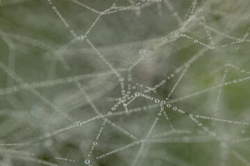 A delicate spider web adorned with sparkling dew drops, beautifully capturing the morning light. The intricate web structure highlights the fine details of nature and the elegance of the droplets.