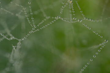 A delicate spider web adorned with sparkling dew drops, beautifully capturing the morning light. The intricate web structure highlights the fine details of nature and the elegance of the droplets.