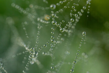 A delicate spider web adorned with sparkling dew drops, beautifully capturing the morning light. The intricate web structure highlights the fine details of nature and the elegance of the droplets.