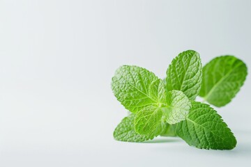 Wall Mural - A fresh Peppermint isolated on white