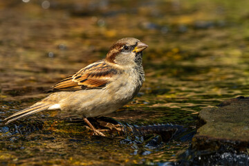 Wall Mural - house sparrow taking a bath