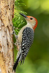 Wall Mural - red-bellied woodpecker perched on a tree branch