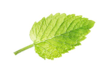 Poster - A detailed view of a single leaf on a clean white surface