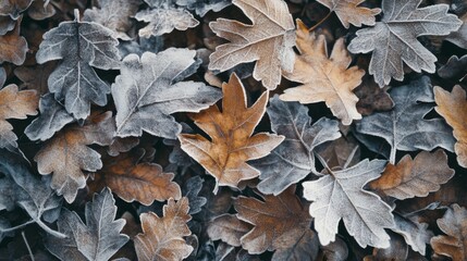 Poster - Frost-Covered Autumn Leaves on the Forest Floor