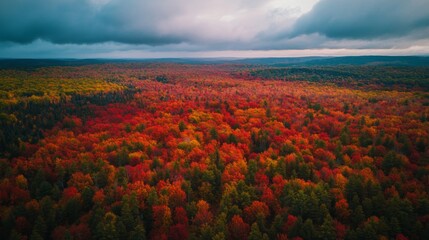 Wall Mural - Aerial View of a Forest with Vibrant Autumn Foliage Under a Cloudy Sky