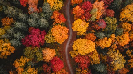 Wall Mural - Aerial View of Autumn Forest with Winding Road