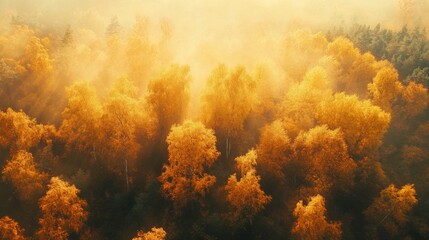 Poster - Aerial View of a Golden Forest Bathed in Mist and Sunlight