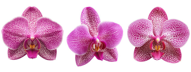 Three beautiful pink orchids with striking patterns, showcasing nature's elegance and vibrant colors in floral photography, transparent background.