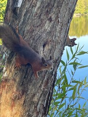 squirrels on tree