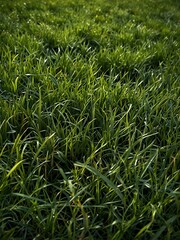 Canvas Print - Vibrant green grass backdrop.