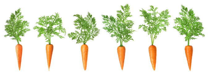 Sticker - Fresh ripe carrots with green leaves isolated on white, set