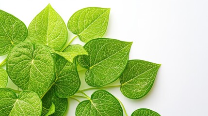green leaves, white background. generative ai