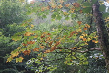 autumn leaves in the forest