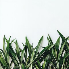 Wall Mural - Green Leaves on White Background Minimalist Nature Photography