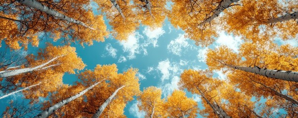 Looking up at a beautiful autumn sky through the golden leaves of a birch forest.