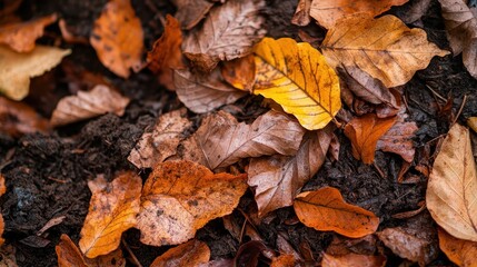 a vibrant collection of orange, yellow, and brown autumn leaves scattered on the forest ground, high