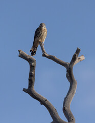 Wall Mural - A kestrel falcon perches on the top branch of a dead weathered juniper tree as it looks out over the surrounding fields in Southern Utah, USA, with early morning light coming from the right. 